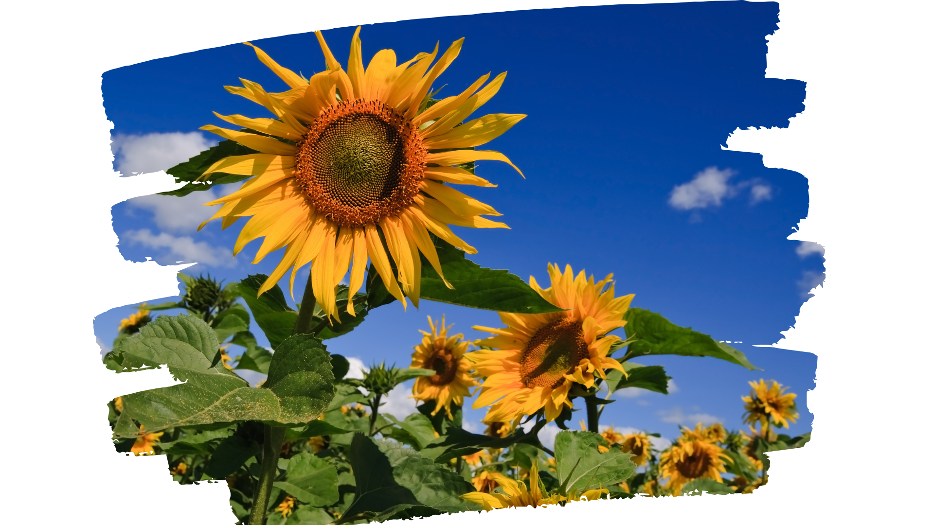 Couverture Newsletter octobre